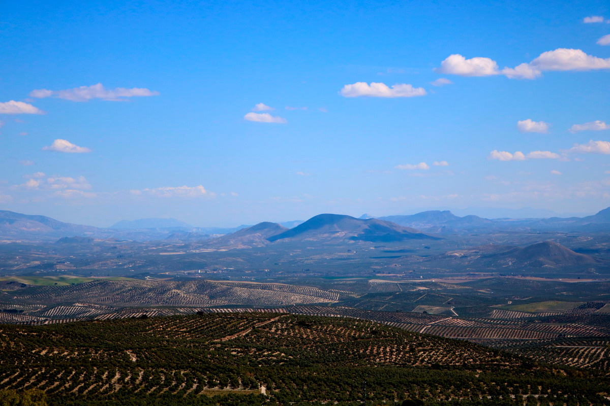 "A sea of olive trees". Province of Jaén.