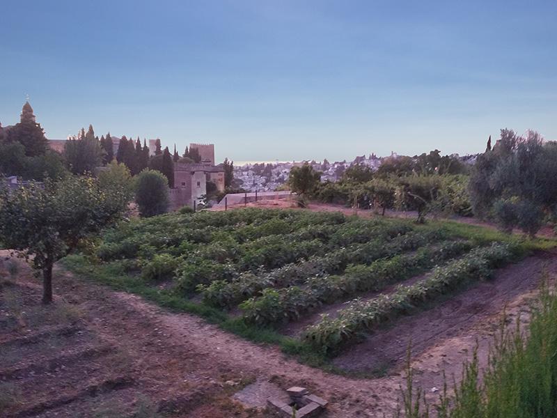 View from the Generalife orchards, with the Alhambra in the background.