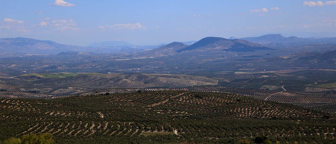 Panoramic view of the countryside of Baeza.