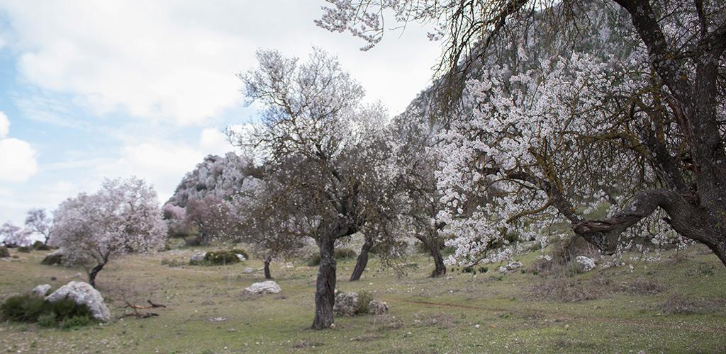 Almond trees in blossom ©Estepa City Hall